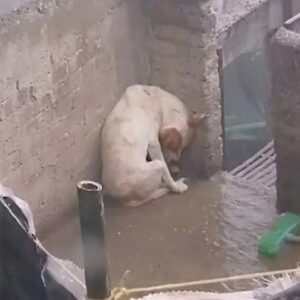 Stranded in the Rain: Leo's Rescue from a Cold Concrete Slab