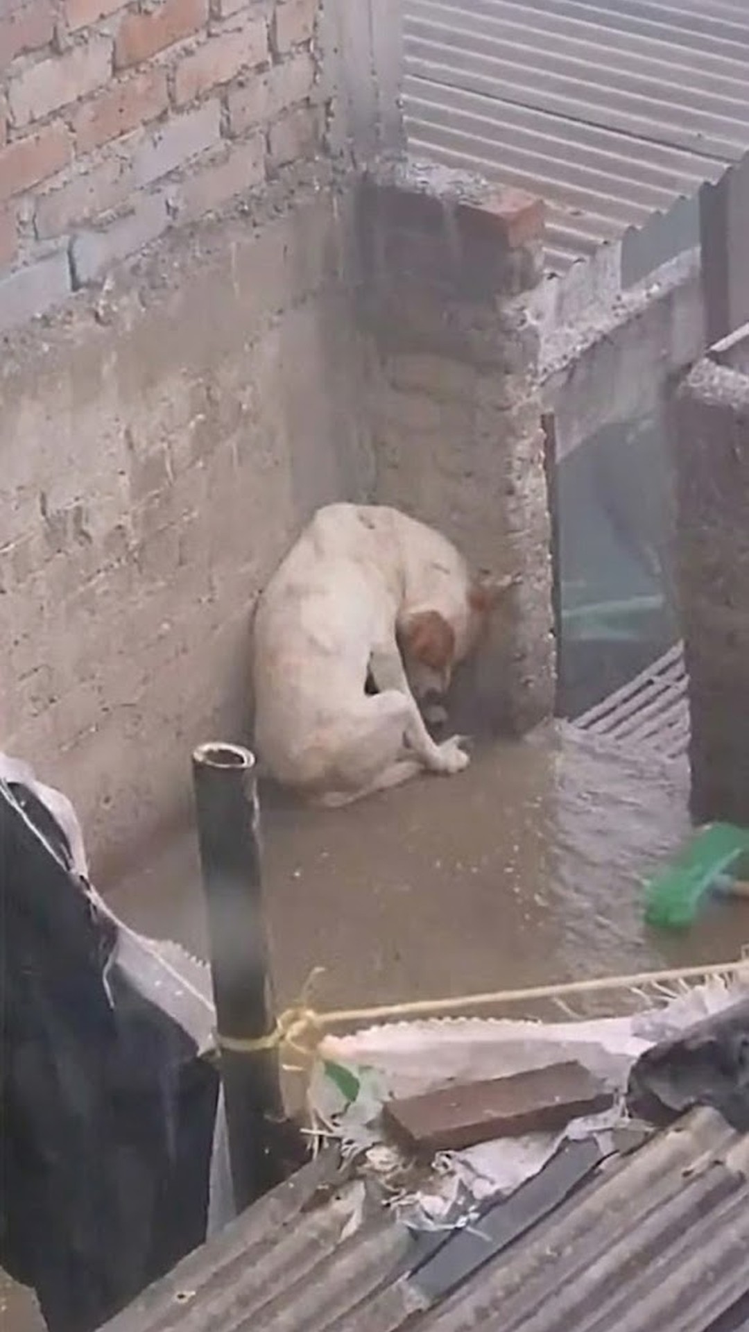 Stranded in the Rain: Leo's Rescue from a Cold Concrete Slab
