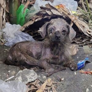 Kristin's Incredible Recovery: From Abandonment to a Loving Home