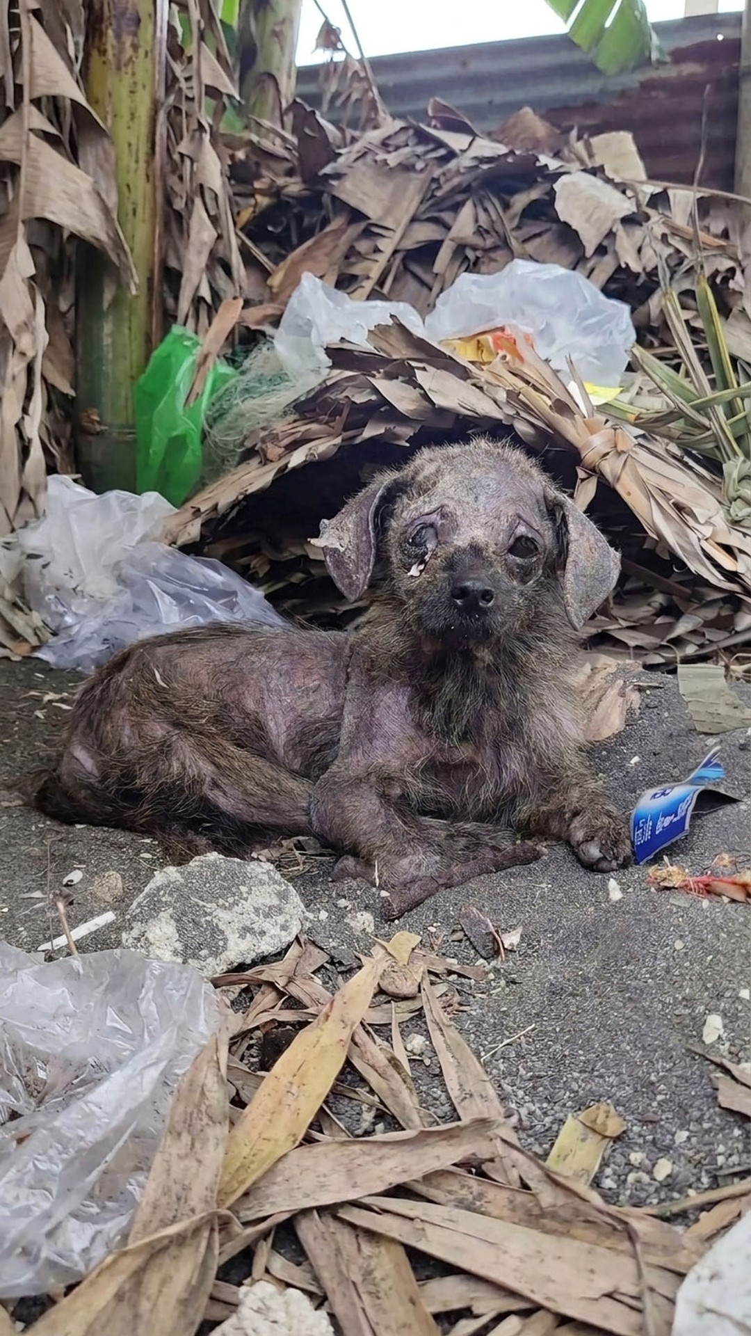 Kristin's Incredible Recovery: From Abandonment to a Loving Home