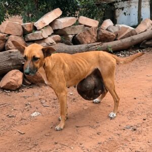 Rubi's Remarkable Recovery After Surviving a Massive Tumor