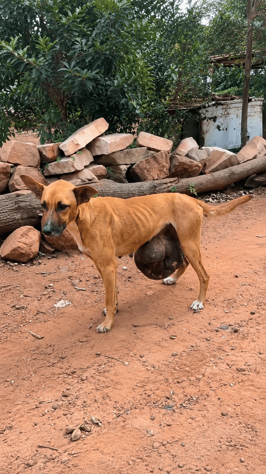 Rubi's Remarkable Recovery After Surviving a Massive Tumor