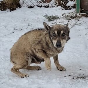 Six Dogs Rescued from Freezing Conditions After Being Left Chained