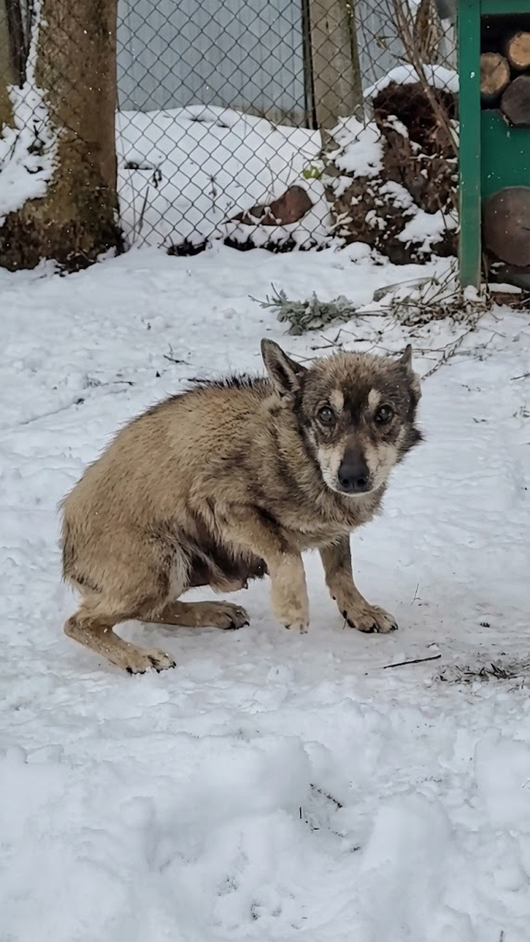 Six Dogs Rescued from Freezing Conditions After Being Left Chained