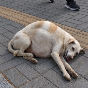Boksoon the Stray Dog Recovers to Nurture Five Puppies After Rescue