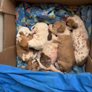 Five Puppies Thrive After Their Mother's Heartbreaking Sacrifice