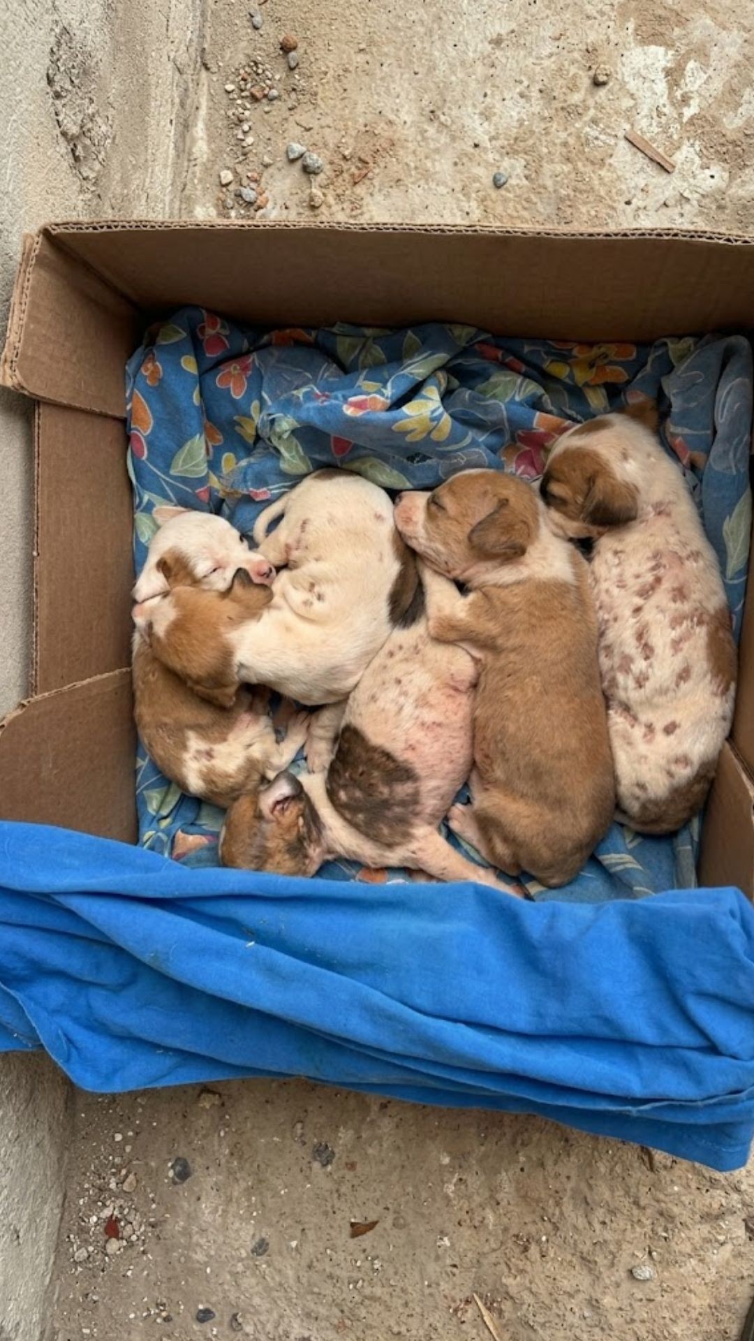 Five Puppies Thrive After Their Mother's Heartbreaking Sacrifice