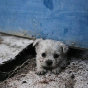 Two Puppies Rescued from Abandonment Find Each Other and a Loving Home