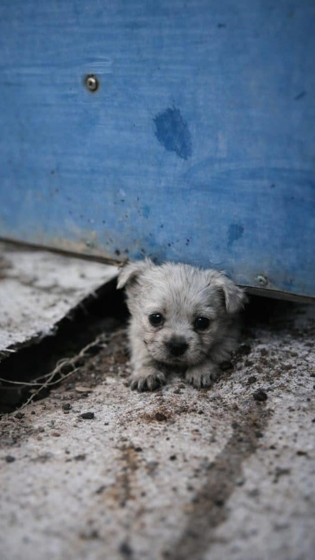 Two Puppies Rescued from Abandonment Find Each Other and a Loving Home