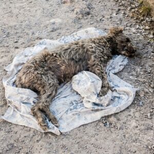 Rescue Team Finds Dog Named Milo on Abandoned Blanket by Roadside