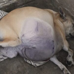 Volunteers Rescue Puppy with Dangerous Swelling from Busy Roadside