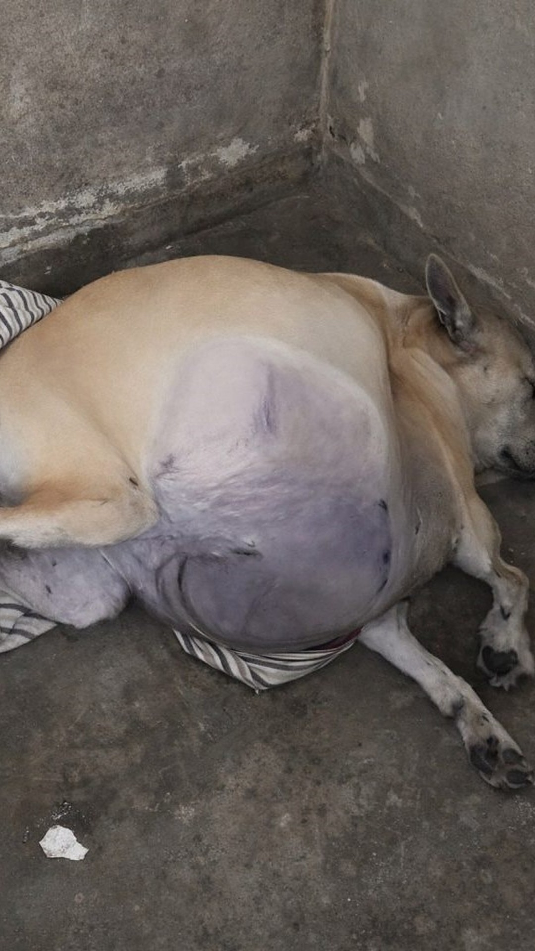 Volunteers Rescue Puppy with Dangerous Swelling from Busy Roadside