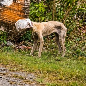 Rescue Team Finds Dog Named Winnie Trapped in Plastic Bucket