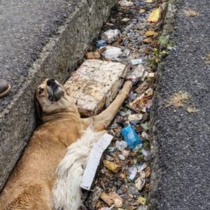 Man Finds Trapped Dog in Drain and Changes His Life Forever