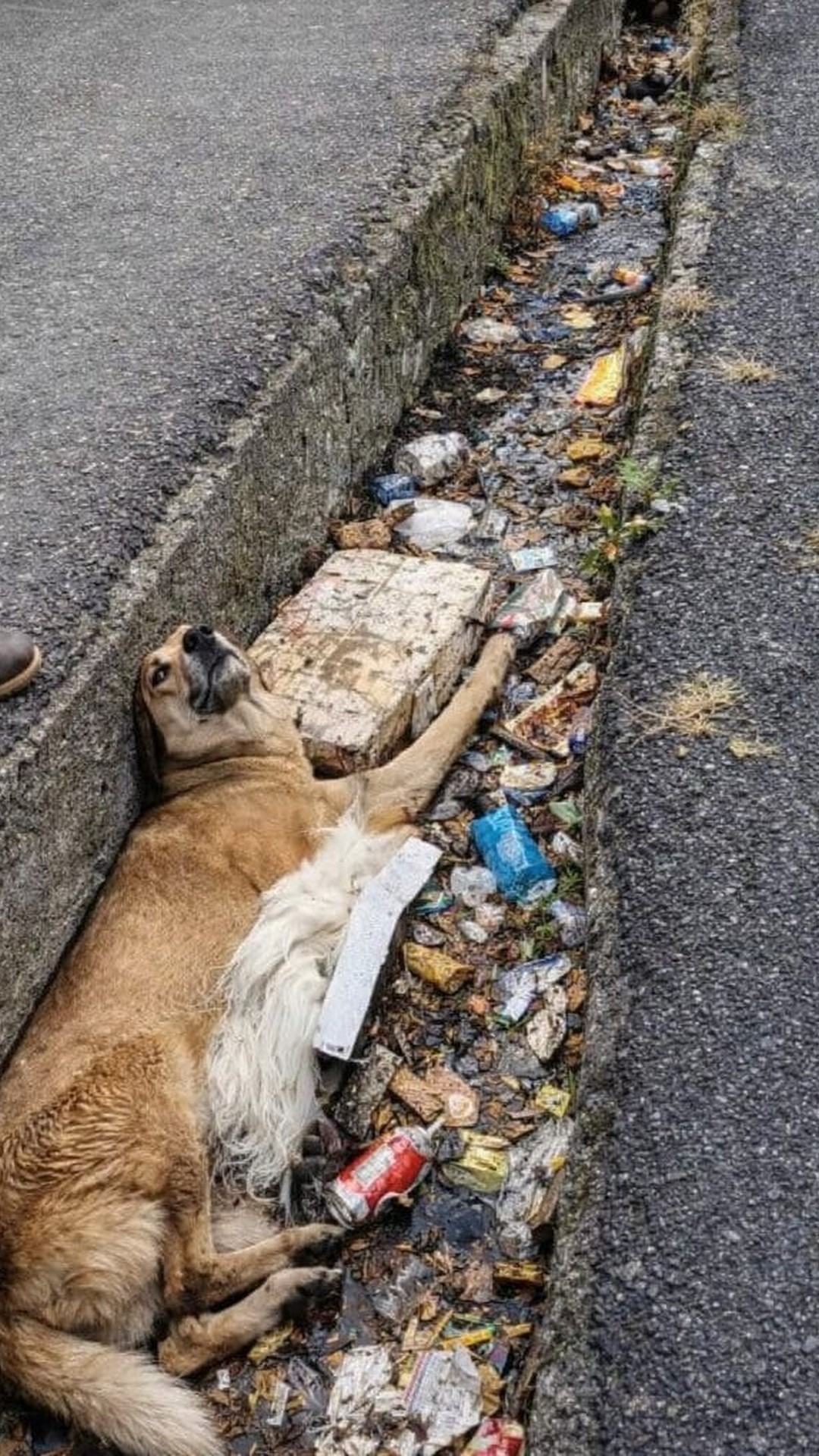 Man Finds Trapped Dog in Drain and Changes His Life Forever