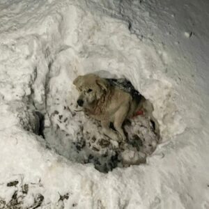 Mishka's Determination: The Dog Who Fought to Stand Again