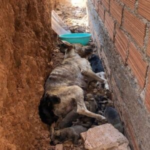 Isadora's Unwavering Care for Her Seven Puppies During Rescue