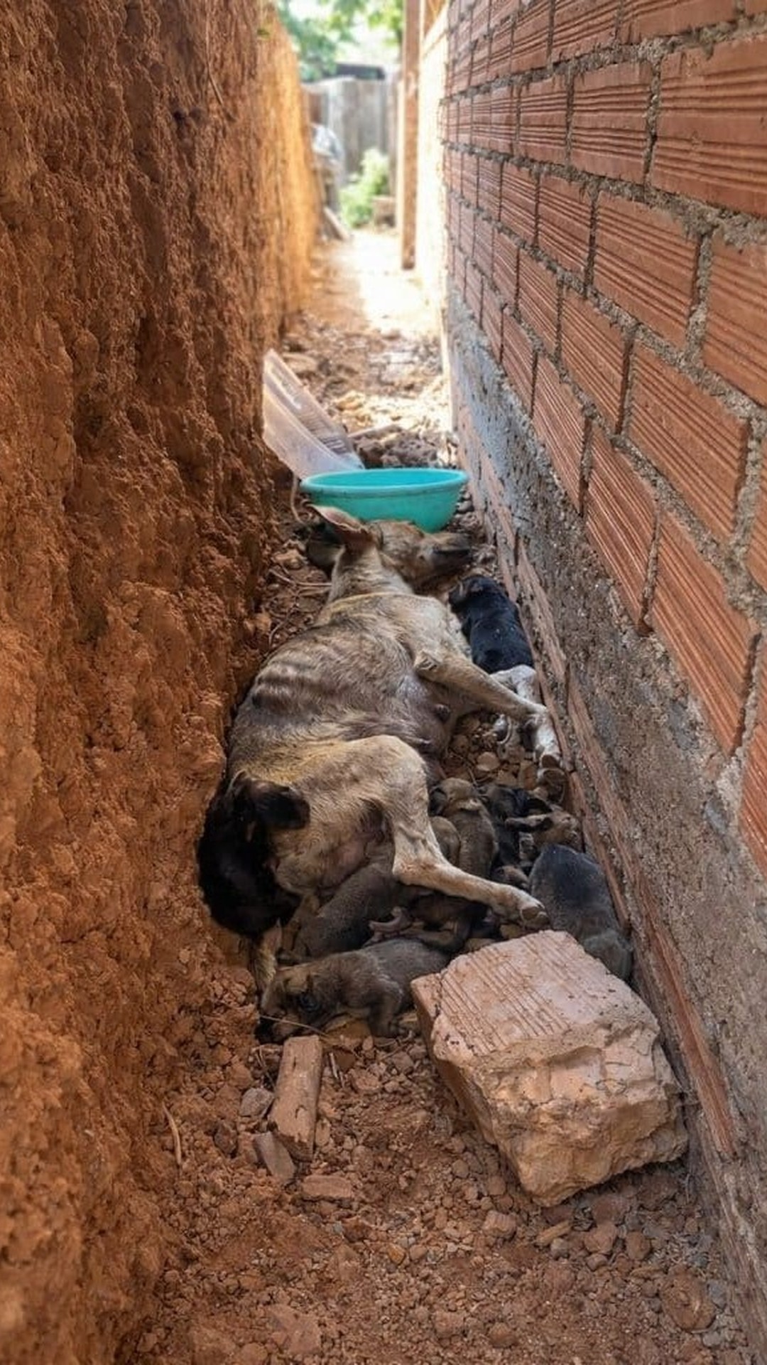 Isadora's Unwavering Care for Her Seven Puppies During Rescue