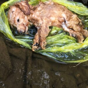Puppy Found in Ditch Achieves Peace Before His Final Breath