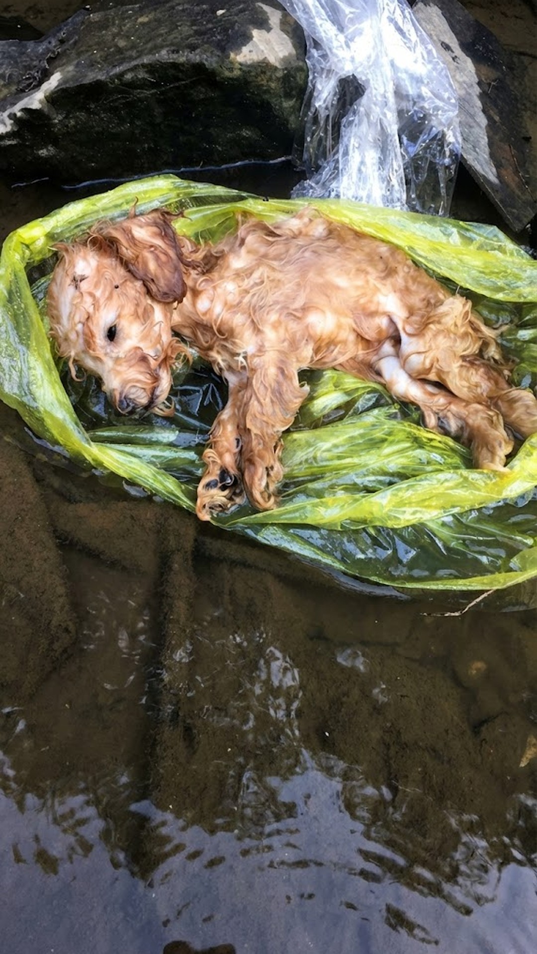 Puppy Found in Ditch Achieves Peace Before His Final Breath