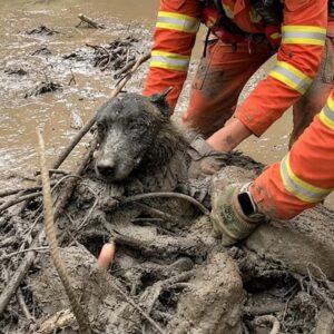 Rescuers Uncover Dog Trapped in Mud After 30 Hours of Struggle