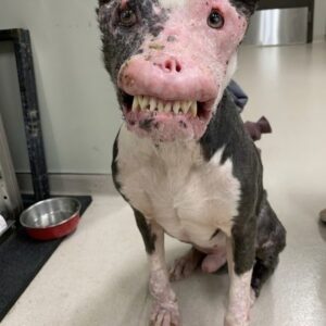 From Invisible to Cherished: Phoenix's Journey from Neglect to Love