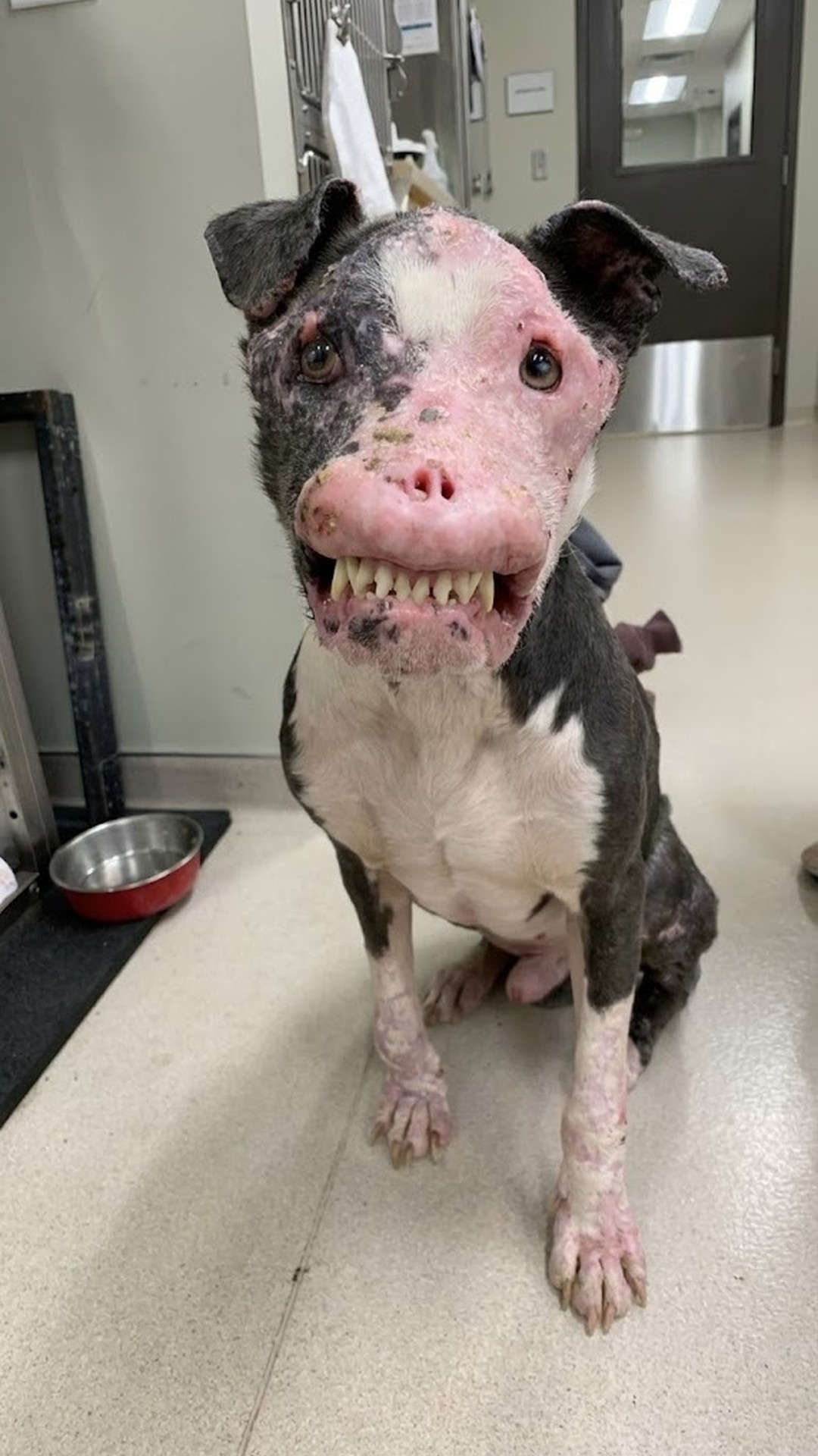 From Invisible to Cherished: Phoenix's Journey from Neglect to Love