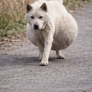 Misunderstood White Dog Goes from Abandonment to Recovery