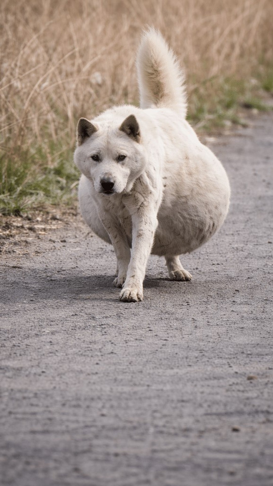 Misunderstood White Dog Goes from Abandonment to Recovery