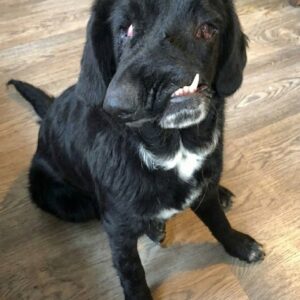 Rescue Dog Bethany Arrives in Britain With a Unique Smile