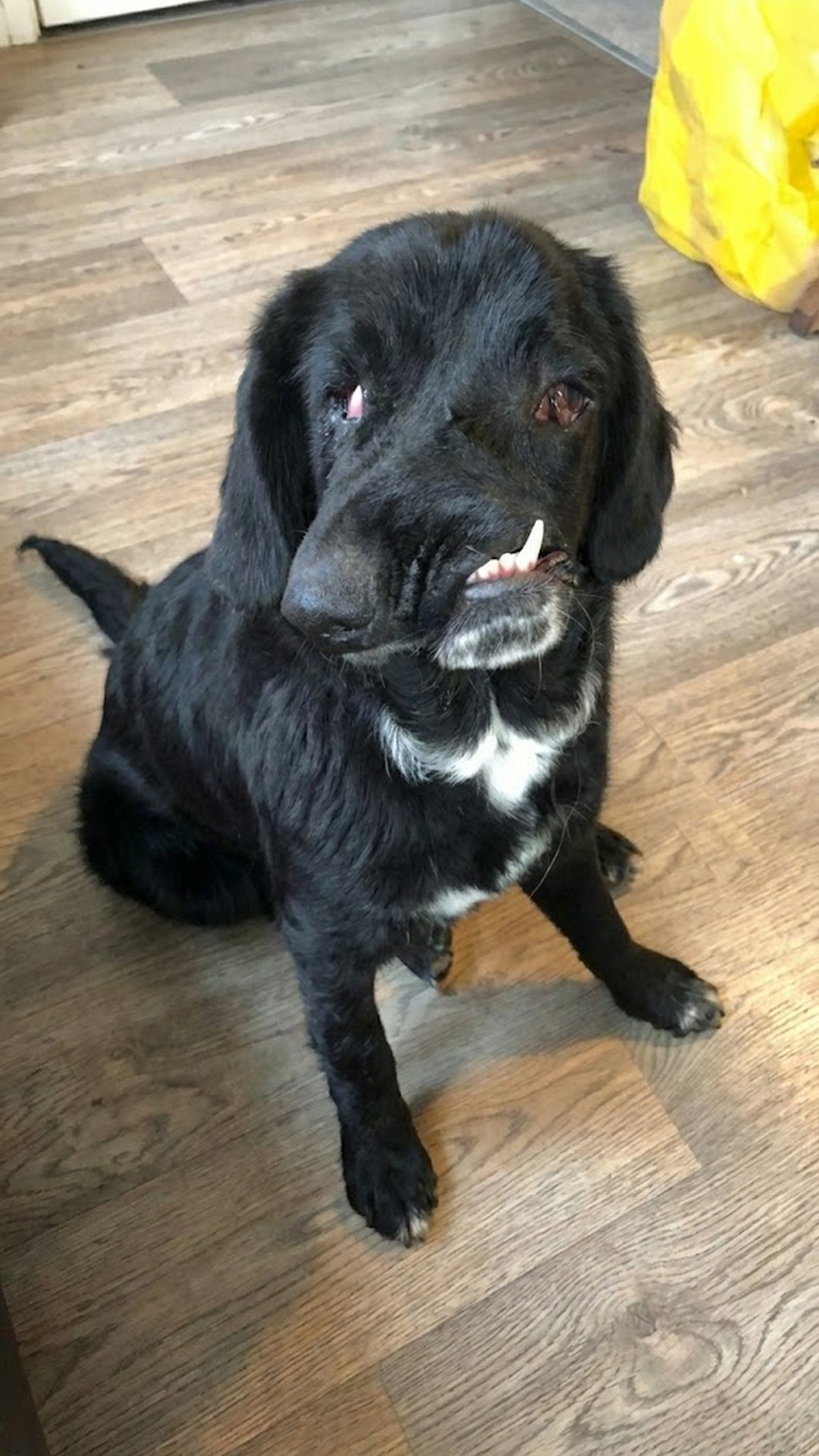 Rescue Dog Bethany Arrives in Britain With a Unique Smile
