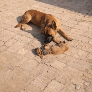 A Larger Dog’s Gentle Nudge Signals Unbreakable Bond in a Final Farewell