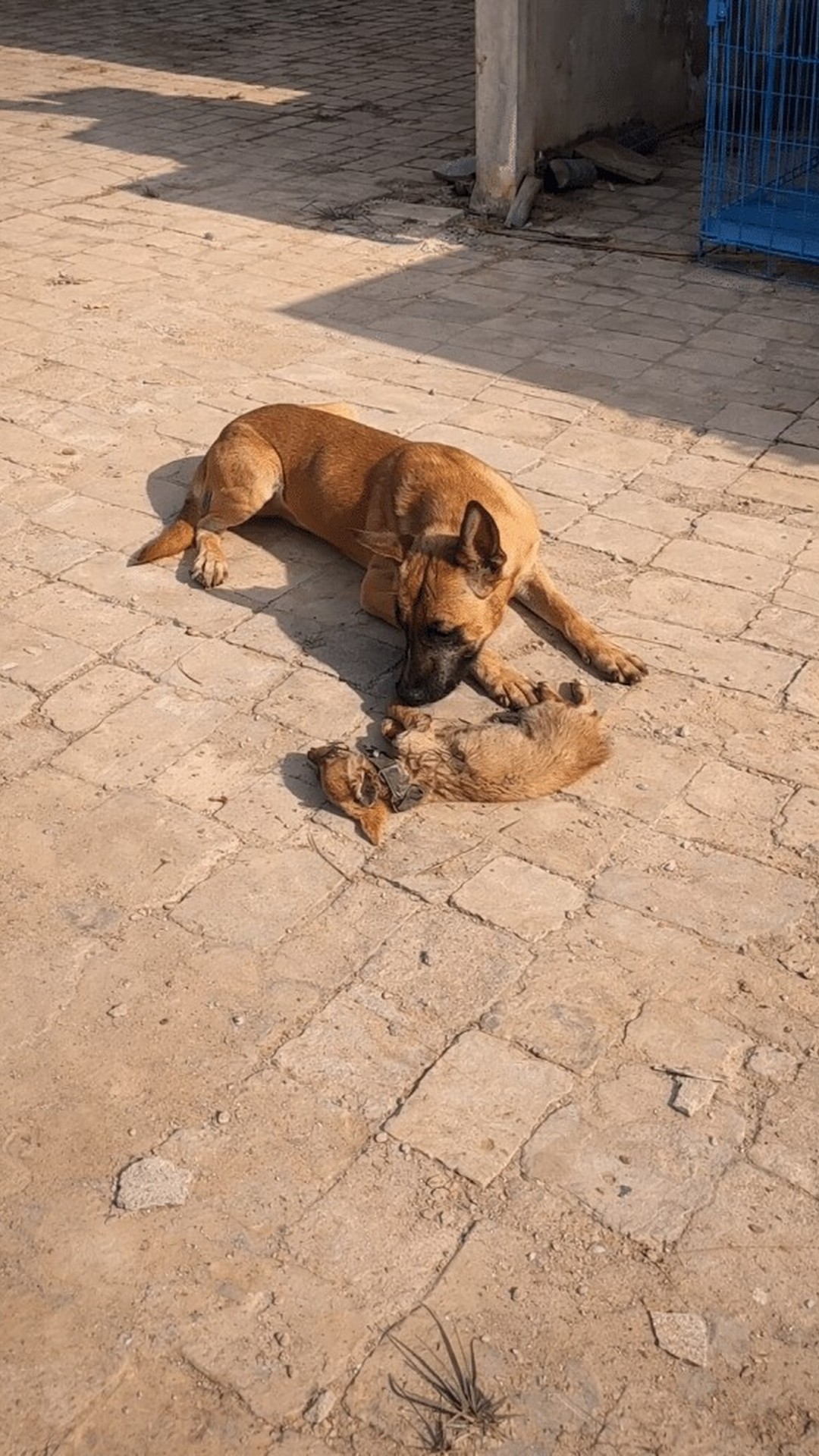 A Larger Dog’s Gentle Nudge Signals Unbreakable Bond in a Final Farewell