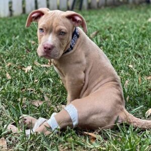 Hugo's Journey: A Year of Growth for a Paralyzed Pup