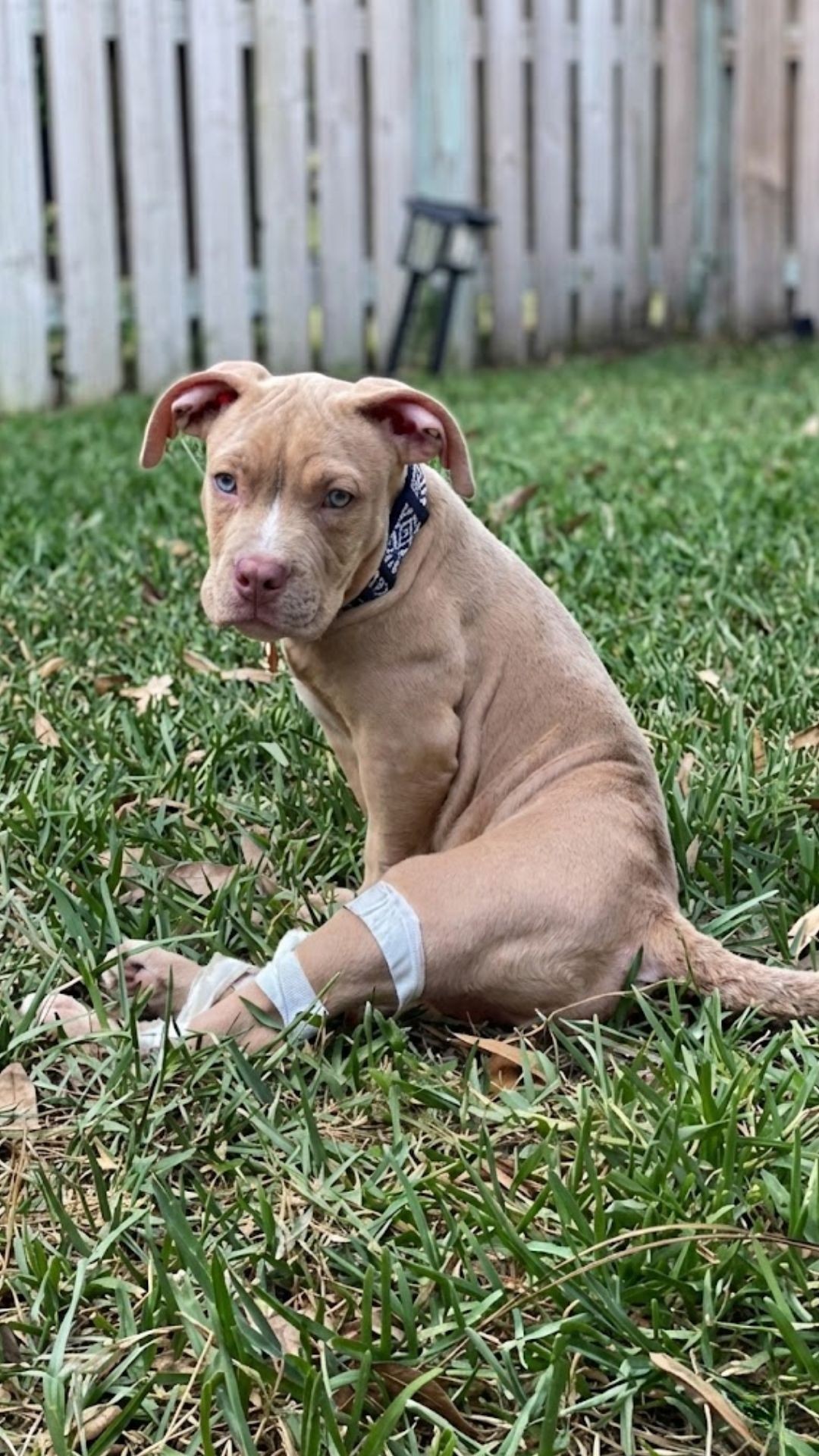 Hugo's Journey: A Year of Growth for a Paralyzed Pup