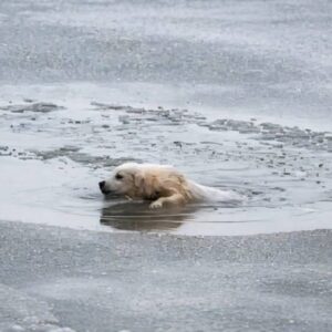 Timely Rescue Saves Puppy from Icy Lake Before It's Too Late