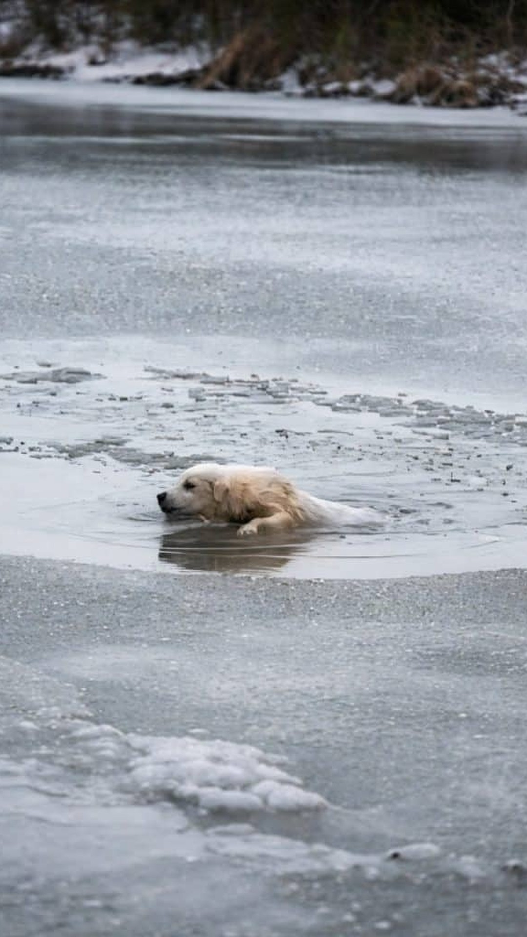 Timely Rescue Saves Puppy from Icy Lake Before It's Too Late