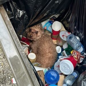 Found in a Trash Bin: Poodle Oscar's Fight Against Abuse