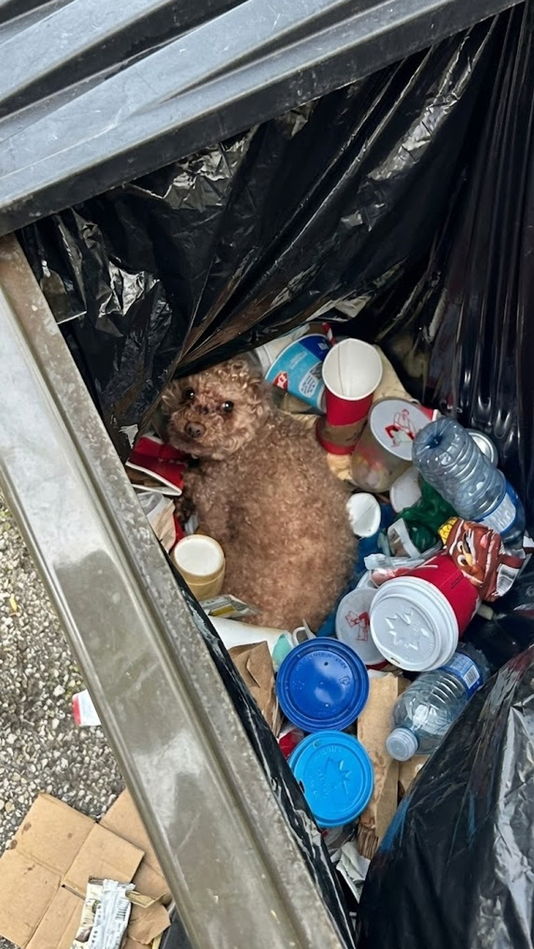 Found in a Trash Bin: Poodle Oscar's Fight Against Abuse