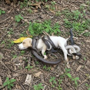 A Puppy Disappears in the Forest Only to Be Found Entangled with Snakes