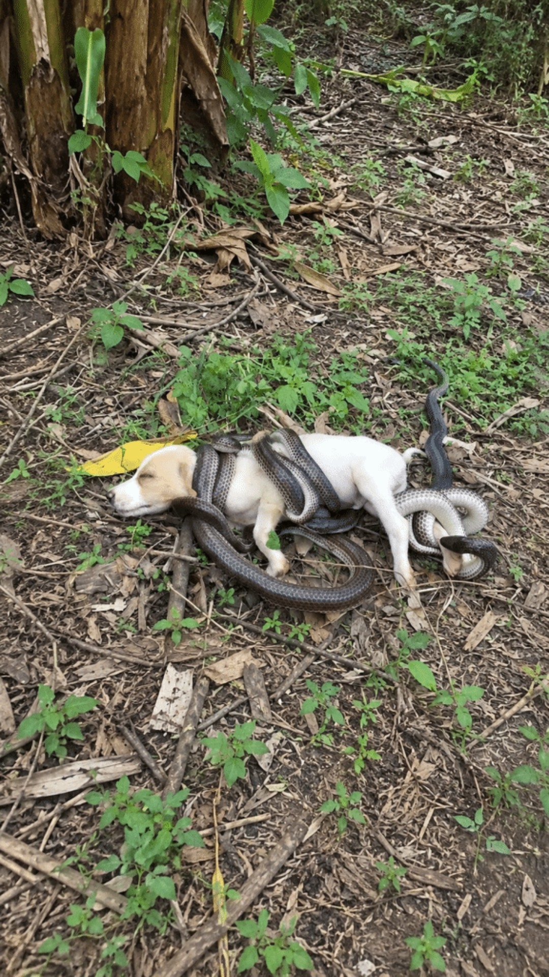 A Puppy Disappears in the Forest Only to Be Found Entangled with Snakes