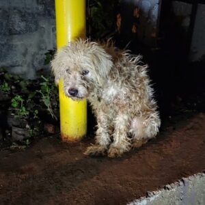 Candy's Remarkable Journey: From Tethered Isolation to Healing Embrace