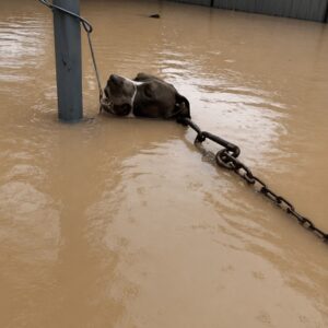 Rescuer Battles Rising Waters to Free Stranded Pit Bull