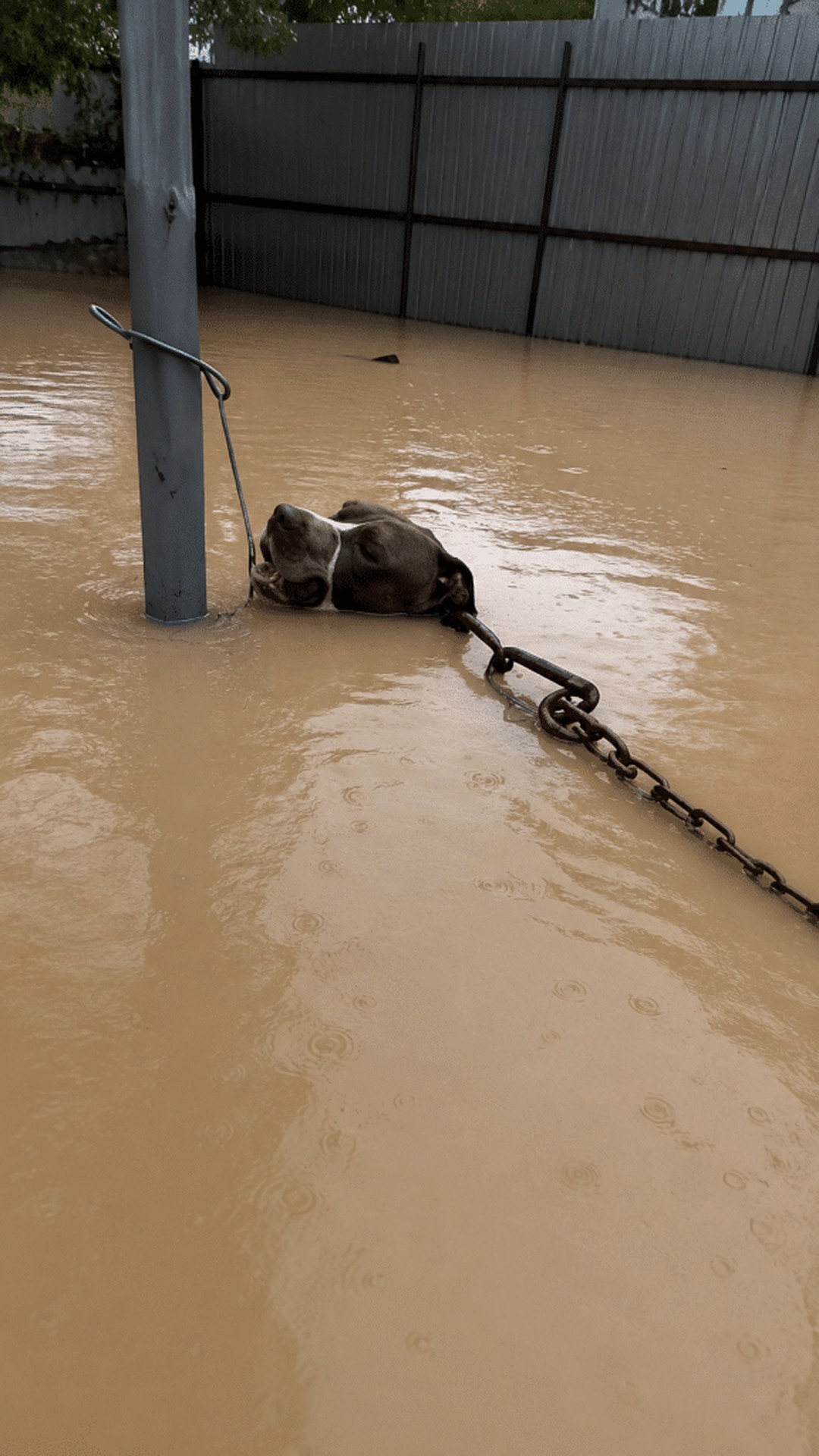 Rescuer Battles Rising Waters to Free Stranded Pit Bull
