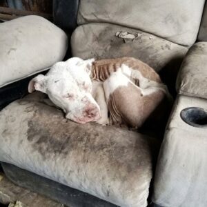 From Trash to Treasure: Anakin's Journey to Recovery