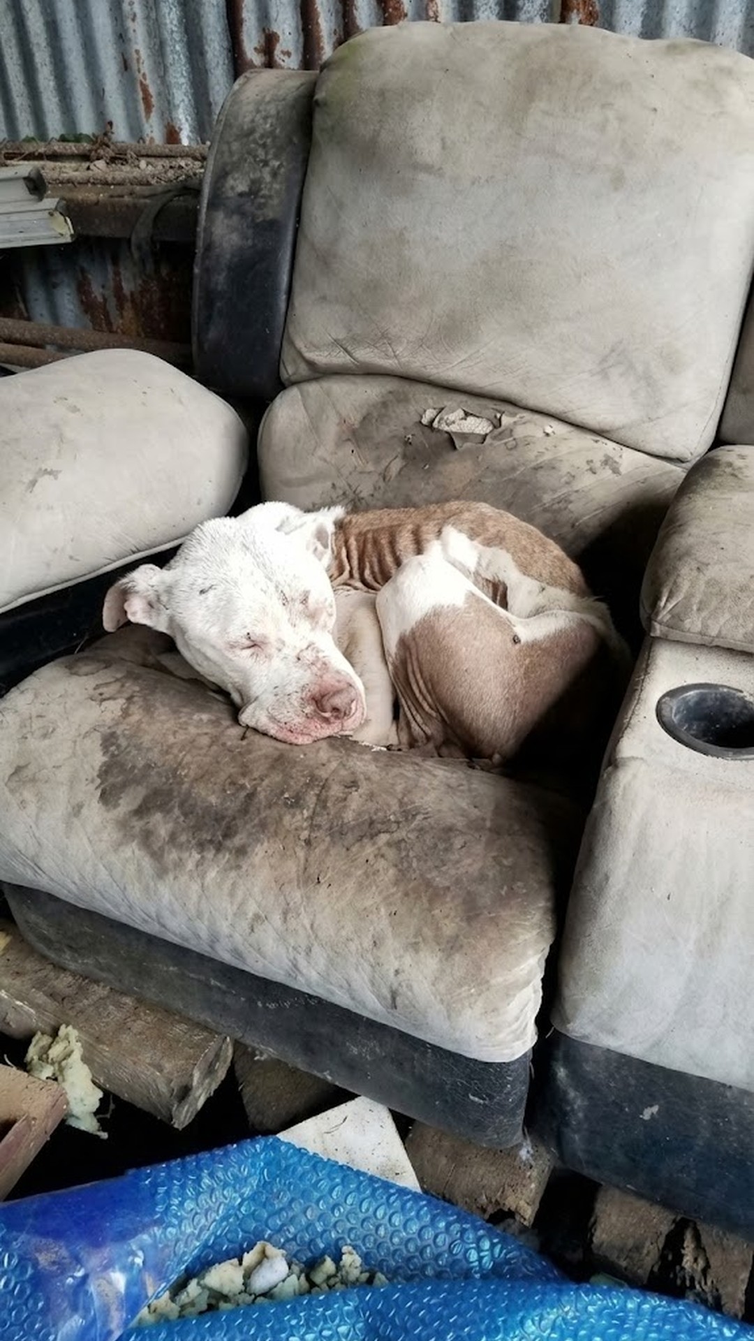 From Trash to Treasure: Anakin's Journey to Recovery