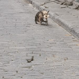 Stray Dog's Remarkable Recovery After Dragging Himself to Safety