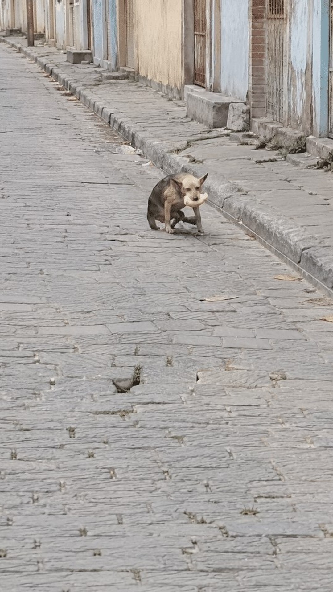 Stray Dog's Remarkable Recovery After Dragging Himself to Safety