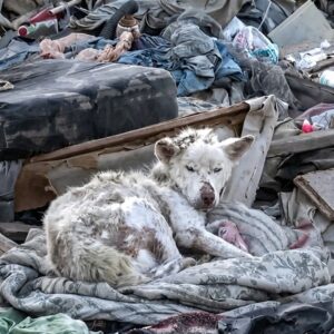 Miley's Journey: From Trash Heap to Healing with New Friend Frankie