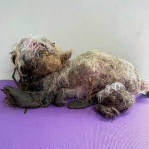 From Abandoned and Neglected to Thriving: Mickey and Minnie's Transformation